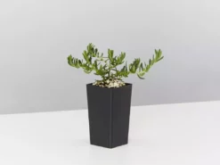 Shrubs Border Plants Sun Loving Potted Pretties Mix