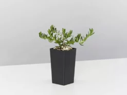 Plants In A Box Lithodora Diffusa 'Grace Ward'