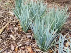 Shrubs Lomandra Glauca Blue Ridge 10 Shrubs Lomandra Glauca Blue Ridge