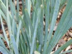 Shrubs Lomandra Glauca Blue Ridge 9 Shrubs Lomandra Glauca Blue Ridge