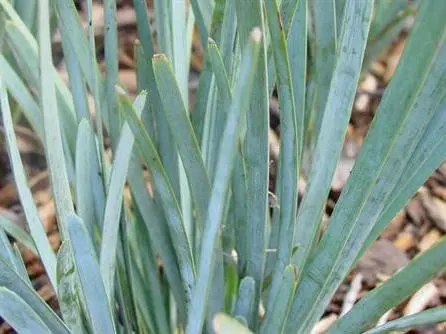 Shrubs Lomandra Glauca Blue Ridge 4 Shrubs Lomandra Glauca Blue Ridge