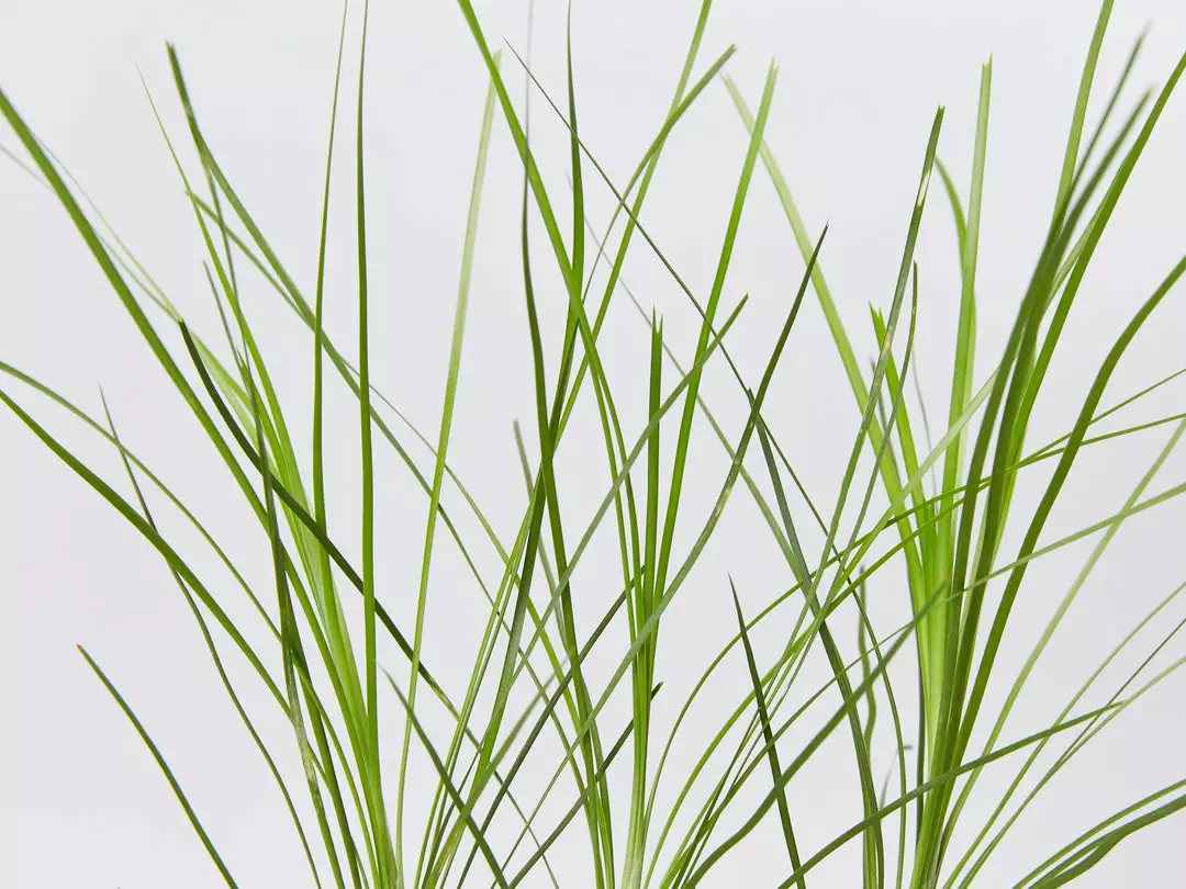 Shrubs Lomandra Lime Tuff 4 Shrubs Lomandra Lime Tuff