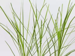 Shrubs Lomandra Confertifolia Echidna Grass Border Plants