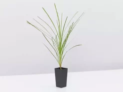 Shrubs Lomandra Lime Tuff 8 Shrubs Lomandra Lime Tuff