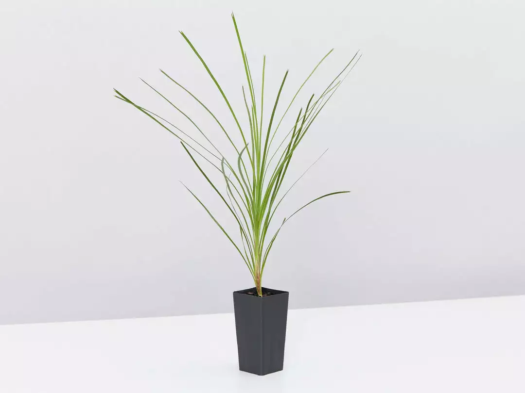 Shrubs Lomandra Lime Tuff 5 Shrubs Lomandra Lime Tuff