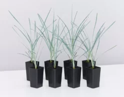 Shrubs Lomandra Glauca Blue Ridge