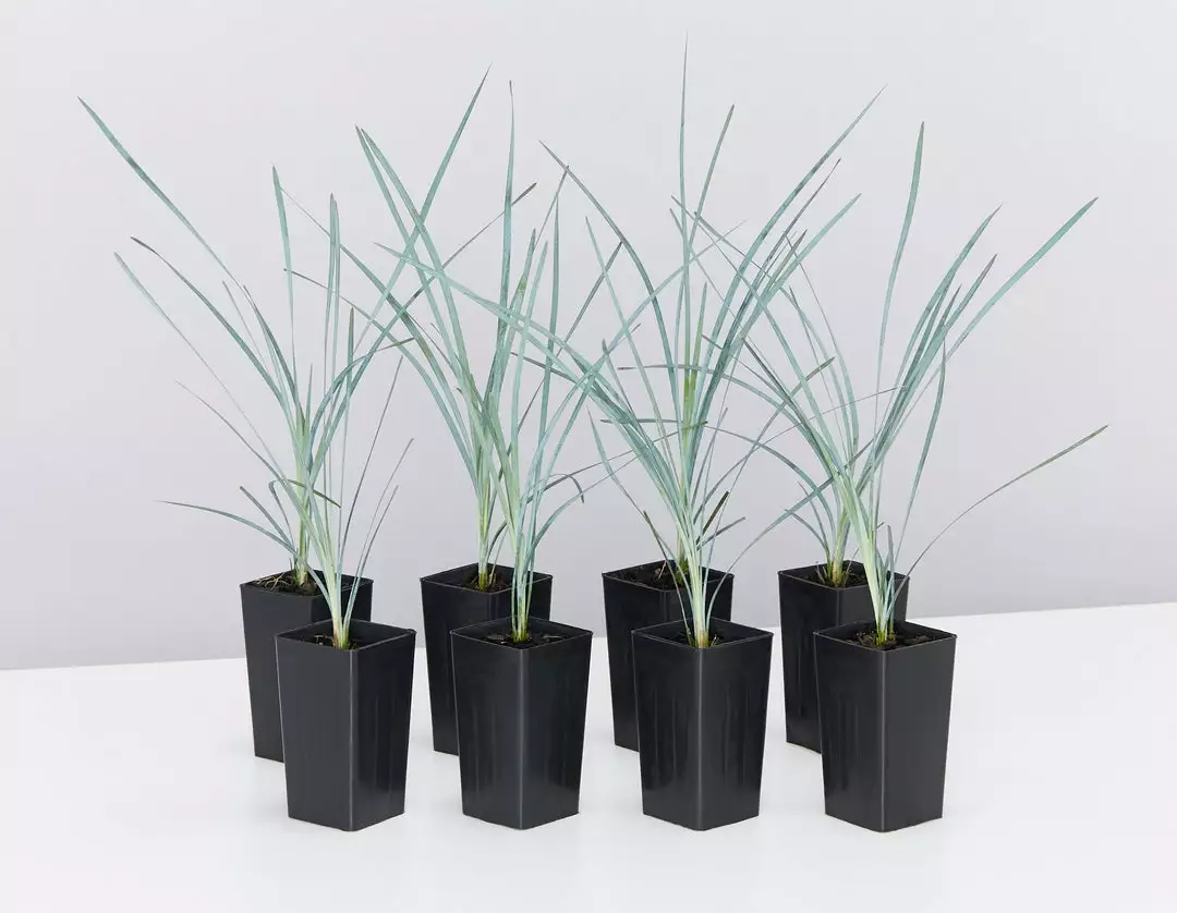 Shrubs Lomandra Glauca Blue Ridge 3 Shrubs Lomandra Glauca Blue Ridge