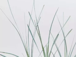 Shrubs Lomandra Glauca Blue Ridge 12 Shrubs Lomandra Glauca Blue Ridge