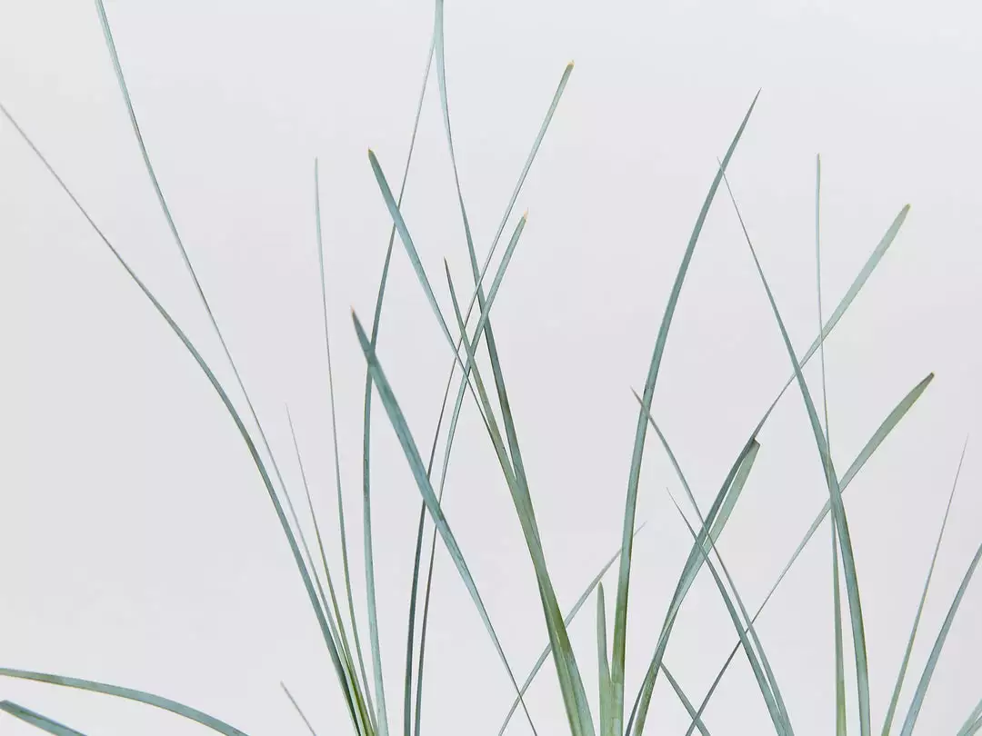 Shrubs Lomandra Glauca Blue Ridge 7 Shrubs Lomandra Glauca Blue Ridge