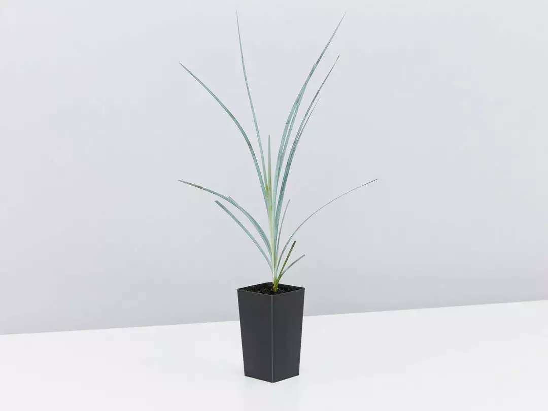 Shrubs Lomandra Glauca Blue Ridge 6 Shrubs Lomandra Glauca Blue Ridge