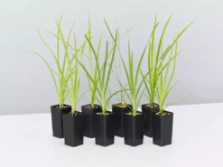 Shrubs Lomandra Hystrix Katie Belles Pbr Matt Rush Border Plants