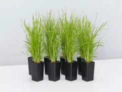 Shrubs Full Sun Lomandra Confertifolia