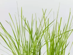 Shrubs Full Sun Lomandra Confertifolia