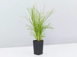 Shrubs Full Sun Lomandra Confertifolia