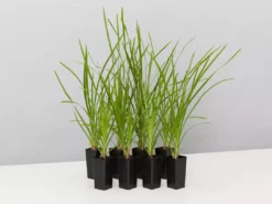 Shrubs Lomandra Confertifolia 'Little Cricket' Full Sun