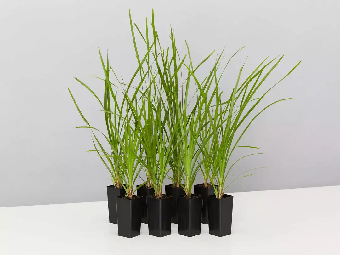 Shrubs Lomandra Confertifolia 'Little Cricket' Full Sun 3 Shrubs Lomandra Confertifolia 'Little Cricket' Full Sun