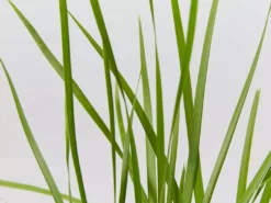 Shrubs Lomandra Confertifolia 'Little Cricket' Full Sun 9 Shrubs Lomandra Confertifolia 'Little Cricket' Full Sun