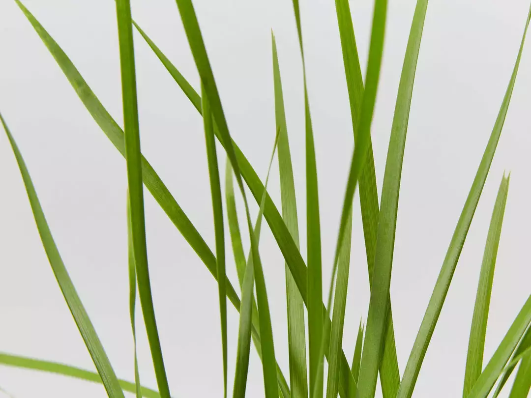 Shrubs Lomandra Confertifolia 'Little Cricket' Full Sun 6 Shrubs Lomandra Confertifolia 'Little Cricket' Full Sun