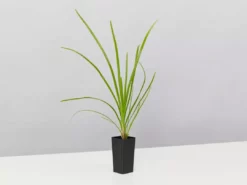 Shrubs Lomandra Confertifolia 'Little Cricket' Full Sun 8 Shrubs Lomandra Confertifolia 'Little Cricket' Full Sun