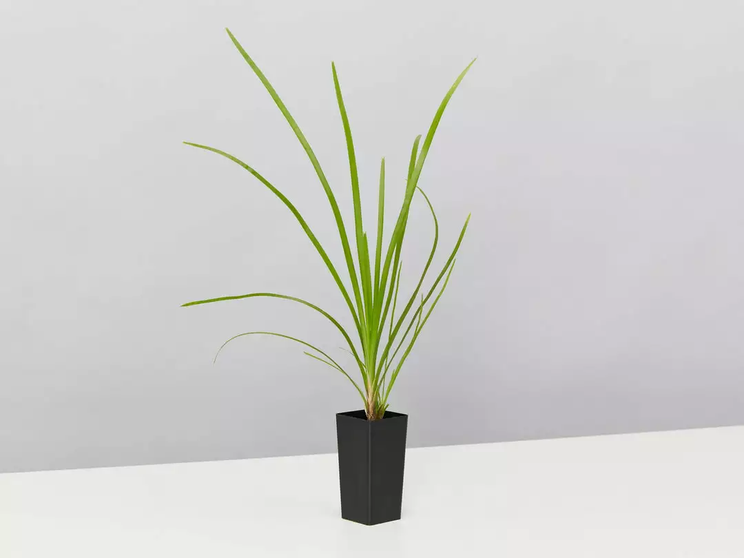 Shrubs Lomandra Confertifolia 'Little Cricket' Full Sun 5 Shrubs Lomandra Confertifolia 'Little Cricket' Full Sun