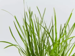 Shrubs Lomandra Confertifolia Little Pal Australian Native Plants