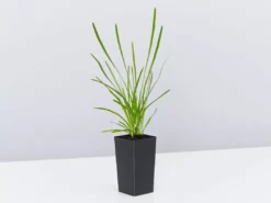 Shrubs Lomandra Confertifolia Little Pal Australian Native Plants