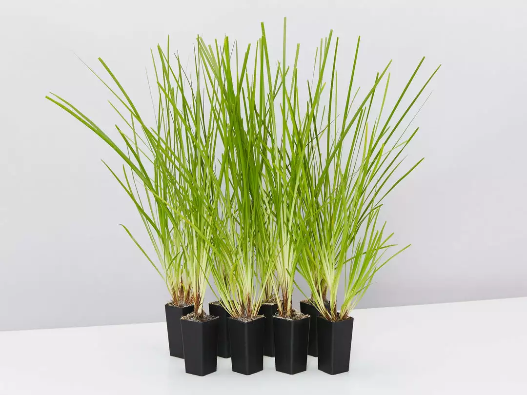 Shrubs Lomandra Longifolia Dalliance 3 Shrubs Lomandra Longifolia Dalliance