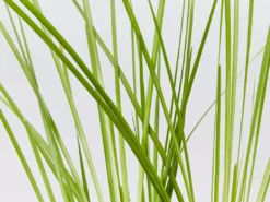 Shrubs Lomandra Longifolia Dalliance 11 Shrubs Lomandra Longifolia Dalliance