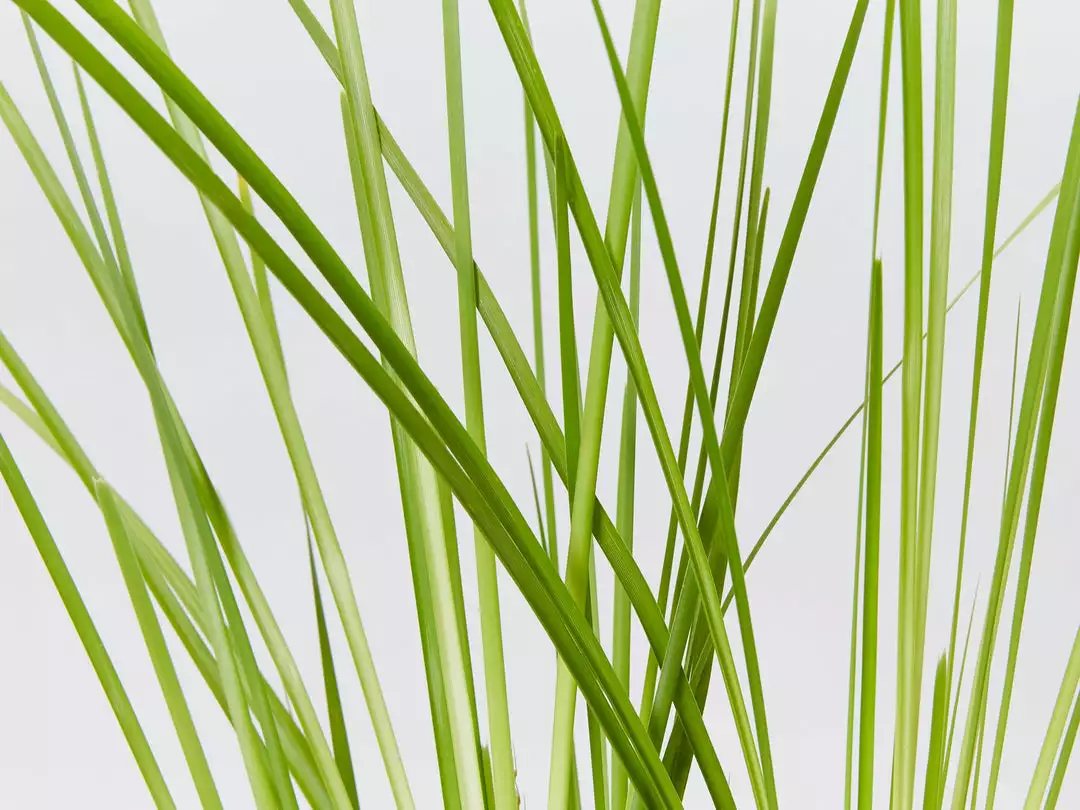 Shrubs Lomandra Longifolia Dalliance 7 Shrubs Lomandra Longifolia Dalliance