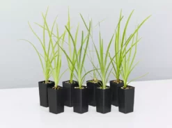 Shrubs Lomandra Hystrix - Mat Rush