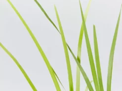 Shrubs Lomandra Hystrix - Mat Rush