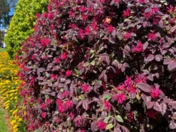 Hedge Loropetalum Chinense Bobz Red (dwarf) Shrubs