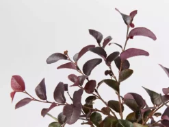 Hedge Loropetalum Chinense Bobz Red (dwarf) Shrubs