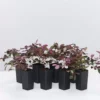 Ozbreed Loropetalum Chinense Purple Pixie™ ‘PEACK’ Pbr Shrubs 1 Ozbreed Loropetalum Chinense Purple Pixie™ ‘PEACK’ Pbr Shrubs