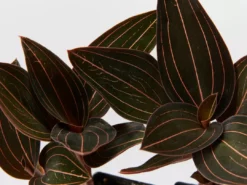 Indoor Garden The Houseplant π« Wishlist Box Air Purifying 13 Indoor Garden The Houseplant π« Wishlist Box Air Purifying