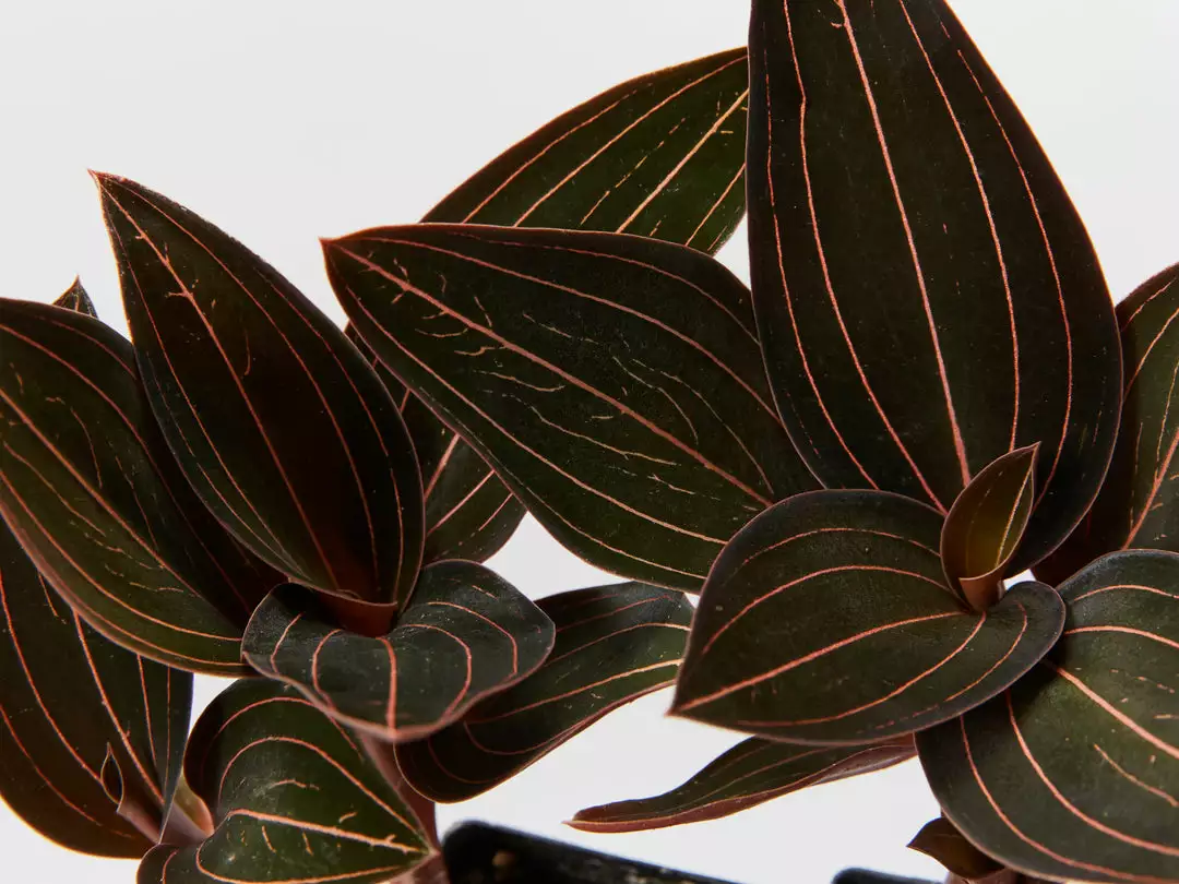 Indoor Garden The Houseplant π« Wishlist Box Air Purifying 6 Indoor Garden The Houseplant π« Wishlist Box Air Purifying