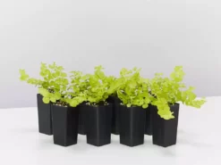 Shrubs Lysimachia Nummularia Goldilocks