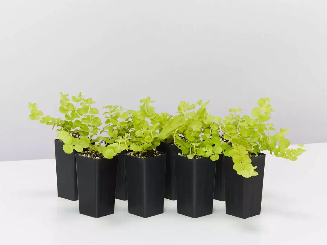 Shrubs Lysimachia Nummularia Goldilocks 3 Shrubs Lysimachia Nummularia Goldilocks