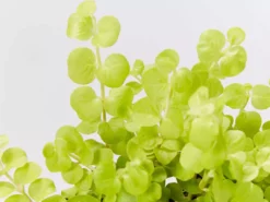 Shrubs Lysimachia Nummularia Goldilocks