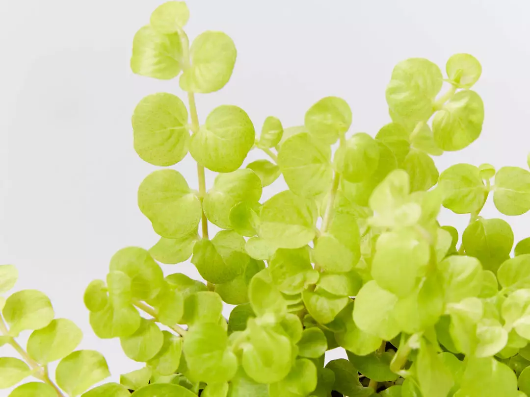 Shrubs Lysimachia Nummularia Goldilocks 4 Shrubs Lysimachia Nummularia Goldilocks