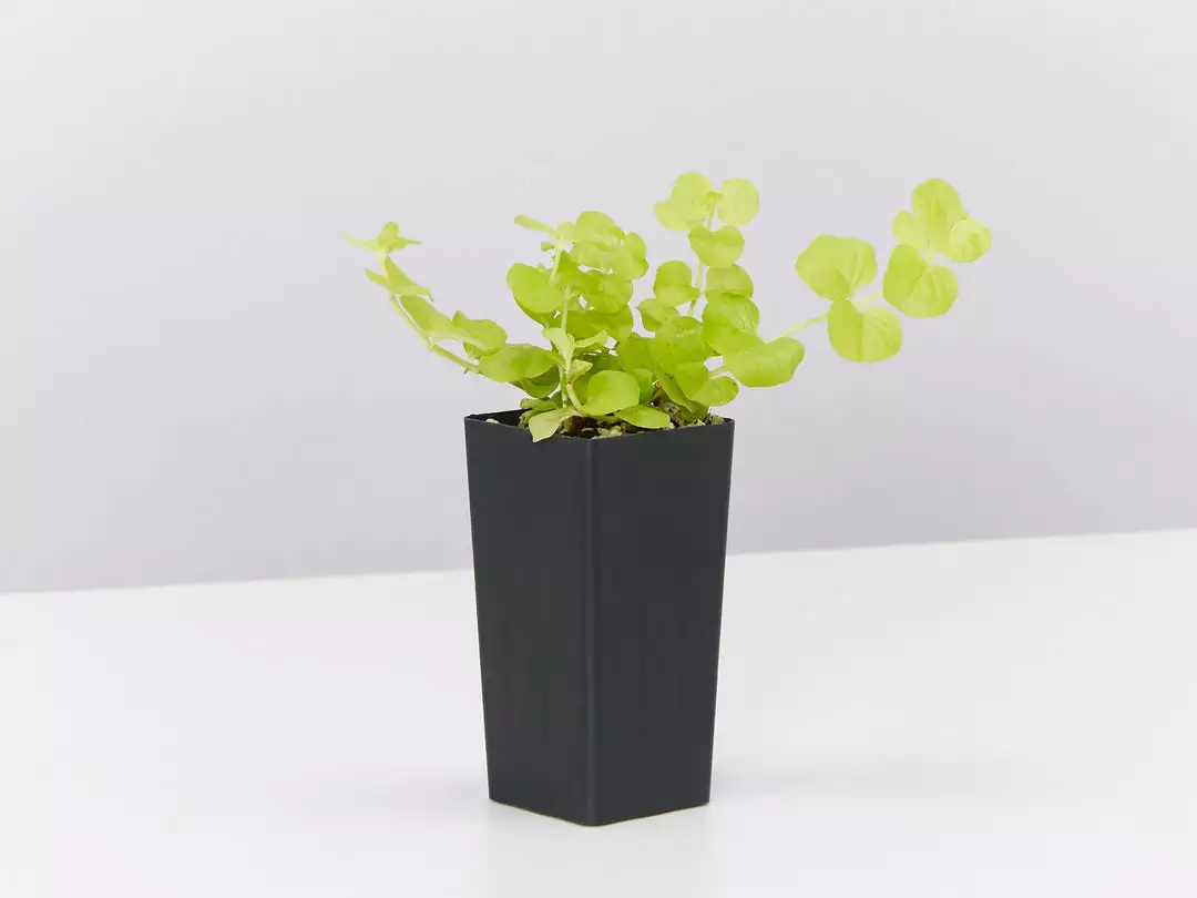 Shrubs Lysimachia Nummularia Goldilocks 5 Shrubs Lysimachia Nummularia Goldilocks