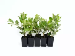 Shrubs Metrosideros Spring Fire