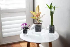 Plants In A Box Clear Glass Self-Watering Planter 15 Plants In A Box Clear Glass Self-Watering Planter