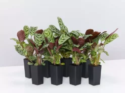 Indoor Garden Ctenanthe Burle Marxii