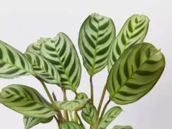 Indoor Garden Ctenanthe Burle Marxii