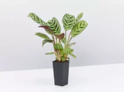 Indoor Garden Calathea And Ctenanthe Houseplant Pack