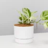 Pot + Plant Gift Box Pothos Marble Queen - Pot + Plant + Soil Pothos 'Devils Ivy' 1 Pot + Plant Gift Box Pothos Marble Queen - Pot + Plant + Soil Pothos 'Devils Ivy'