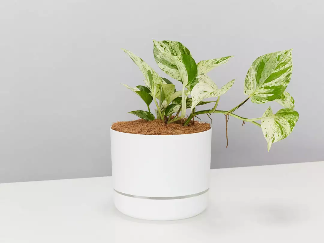 Pot + Plant Gift Box Pothos Marble Queen - Pot + Plant + Soil Pothos 'Devils Ivy' 3 Pot + Plant Gift Box Pothos Marble Queen - Pot + Plant + Soil Pothos 'Devils Ivy'
