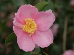 Hedge Camellia Sasanqua 'Marie Young' (pink Flower) Shrubs