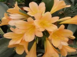 Shrubs Border Plants Clivia Miniata Peach
